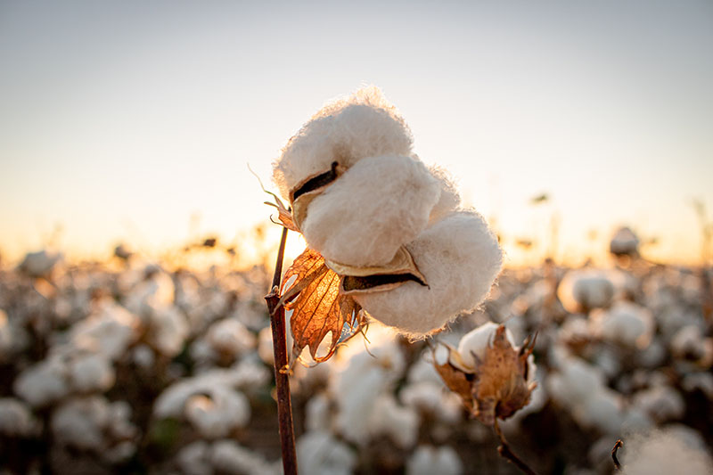 Cotton Flower